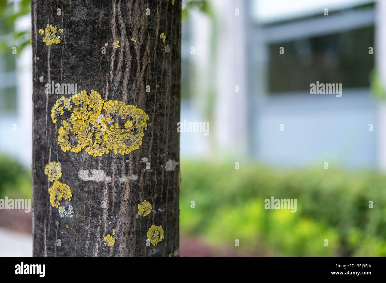 Gros plan d'un tronc d'arbre texturé recouvert de taches de lichen jaune sur un fond flou. Banque D'Images