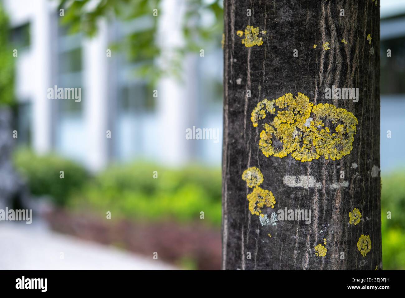 Le lichen jaune pousse sur l'écorce foncée rugueuse d'un tronc d'arbre dans un parc extérieur. Banque D'Images