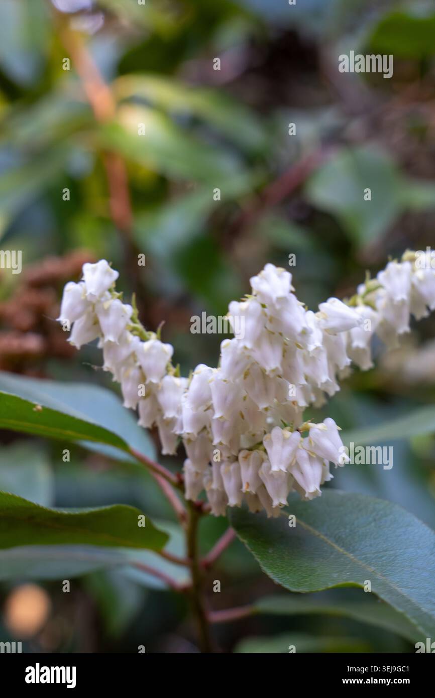Un gros plan de délicates fleurs blanches en forme de cloche entourées de feuillage vert, mettant en valeur leur structure complexe et leur beauté naturelle. Banque D'Images