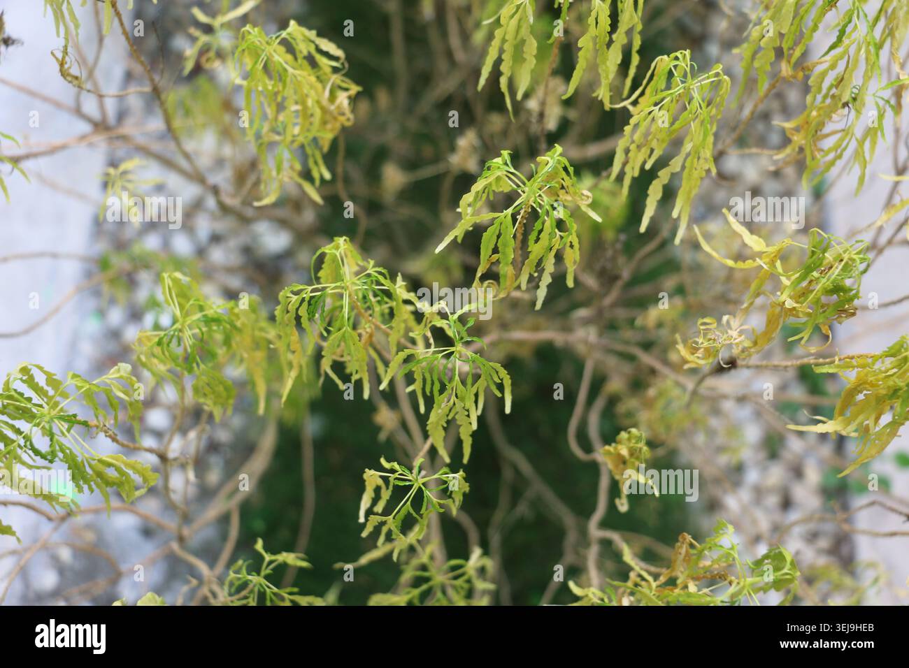 Gros plan de délicates feuilles de dentelle jaune-verte de la plante Aralia, texture de feuillage botanique détaillée, plan de jardin décoratif intérieur ou extérieur Banque D'Images