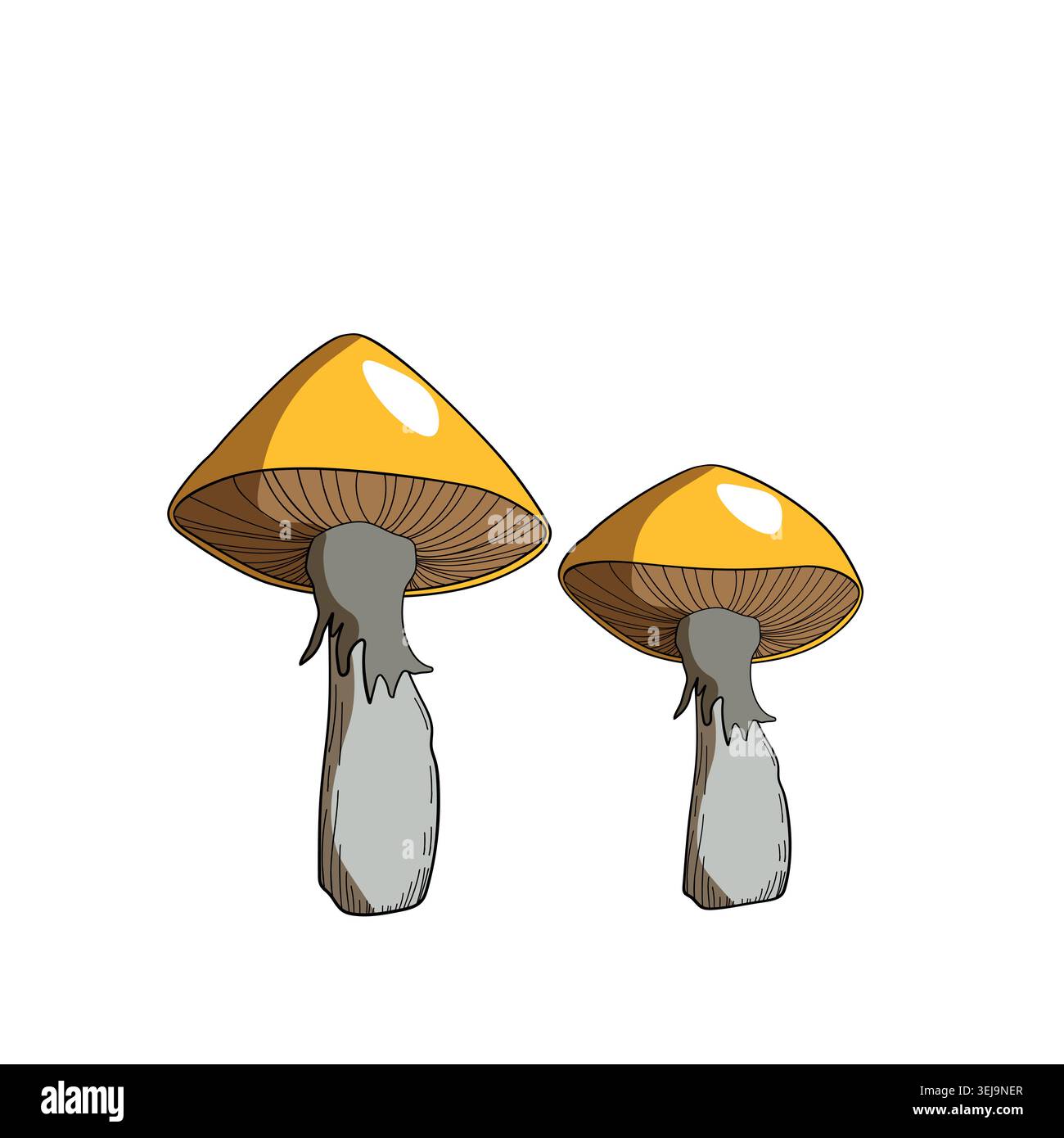 Champignon dessiné à la main, illustration vectorielle. Menu végétalien. Champignons toxiques et comestibles. Cueillette de champignons d'automne, croquis de plantes forestières Illustration de Vecteur