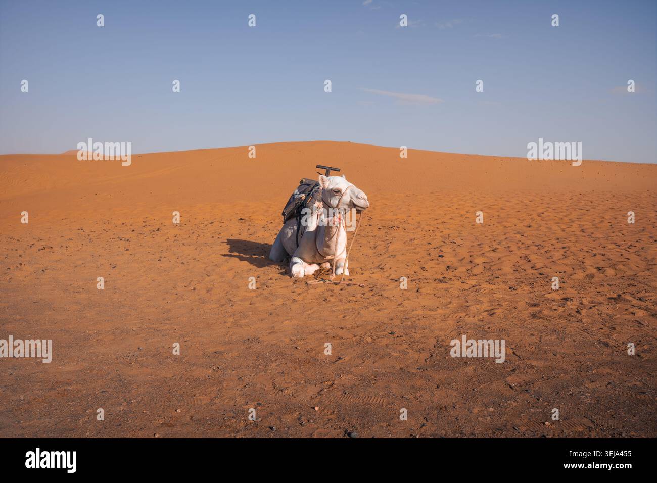 Chameau blanc reposant seul sur des dunes de sable dans le désert du Sahara marocain. Banque D'Images