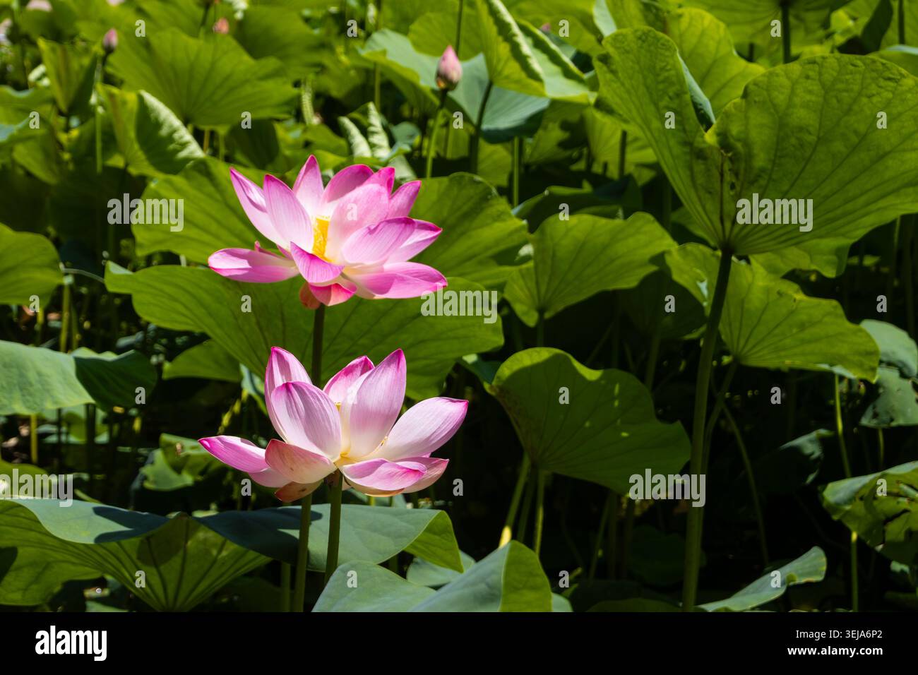 Fleurs de lotus roses en pleine floraison dans l'étang Banque D'Images