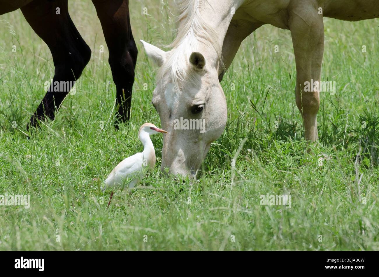 Aigrette à bovins, Bubulcus ibis, fourrage aux côtés du cheval domestique en pâturage, Equus ferus caballus Banque D'Images