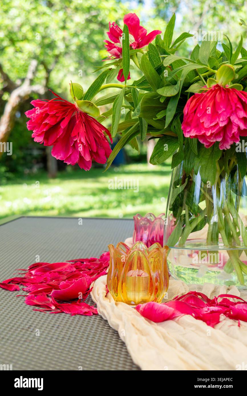 Fleurs roses vives dans un vase en verre avec la lumière du soleil illuminant les pétales Banque D'Images