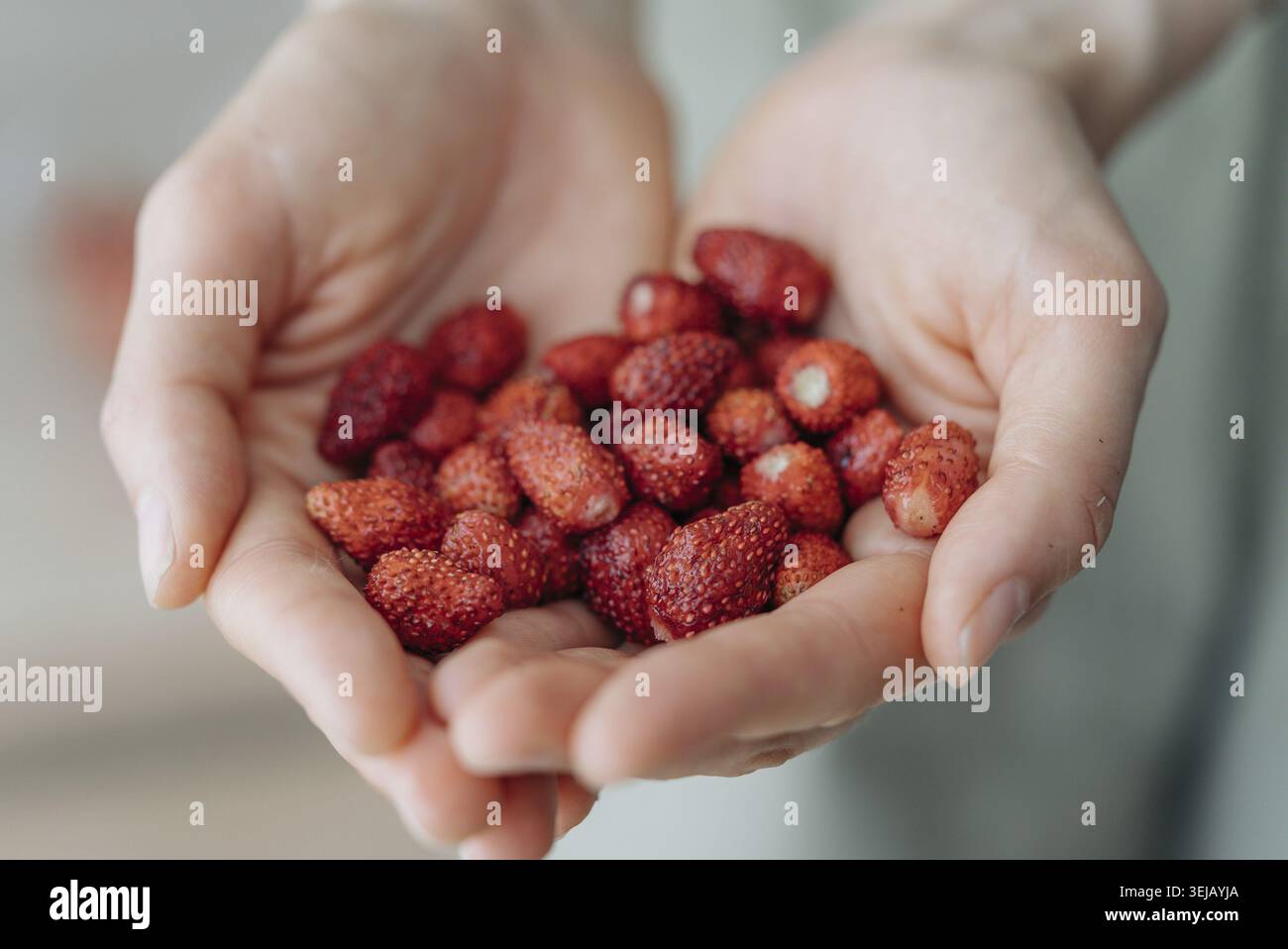 Gros plan des mains tenant doucement une poignée de fraises sauvages fraîches, mettant en valeur leur couleur rouge vif et leur texture naturelle Banque D'Images
