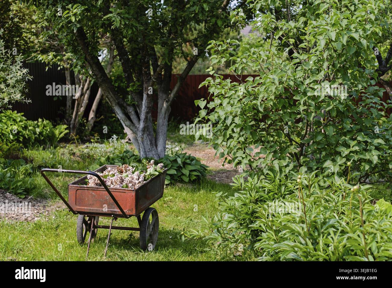 Vieille brouette en métal remplie de fleurs de lilas taillées après la floraison, debout sur l'herbe verte dans un jardin d'été luxuriant. La scène illustre le gar saisonnier Banque D'Images