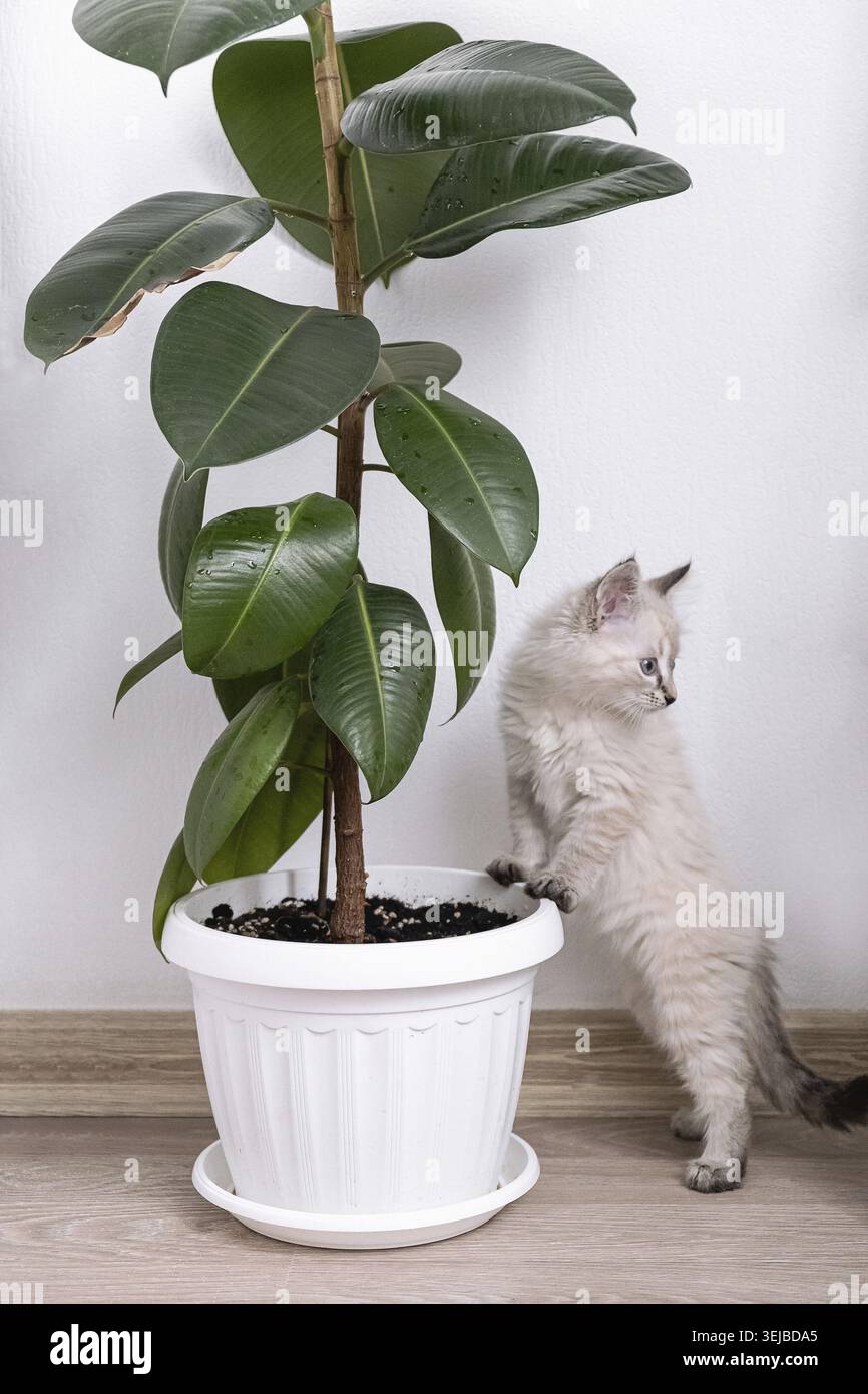 Un chaton moelleux se tient sur ses pattes arrière, inspectant curieusement une grande plante de caoutchouc dans un pot blanc. Recadrage vertical Banque D'Images