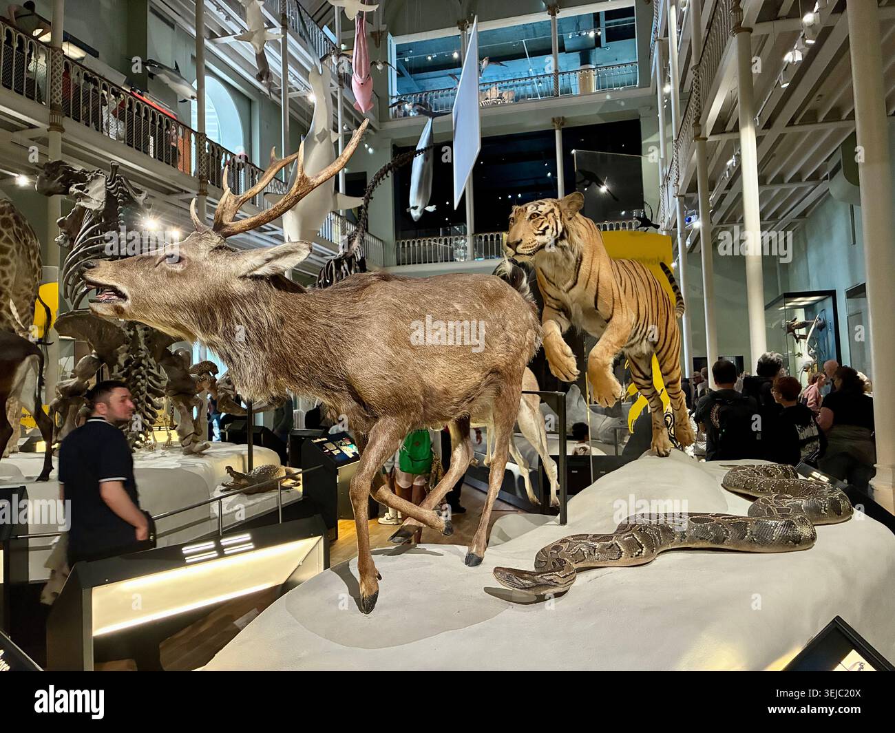 Musée national d'Écosse à Édimbourg - Une exposition de tigre chassant un cerf à l'intérieur de l'exposition NMS animal World - Image de stock capturée avec un smartphone