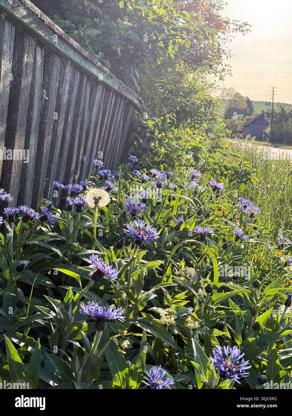 Clôture de campagne avec fleurs de bleuet au coucher du soleil Banque D'Images