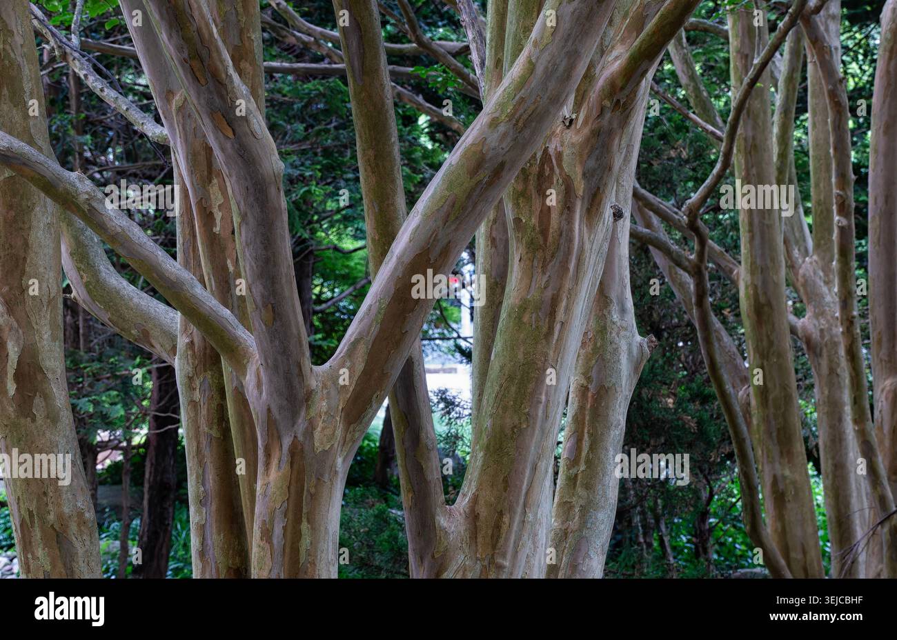 Branches imbriquées d'un myrte de Crapa Banque D'Images