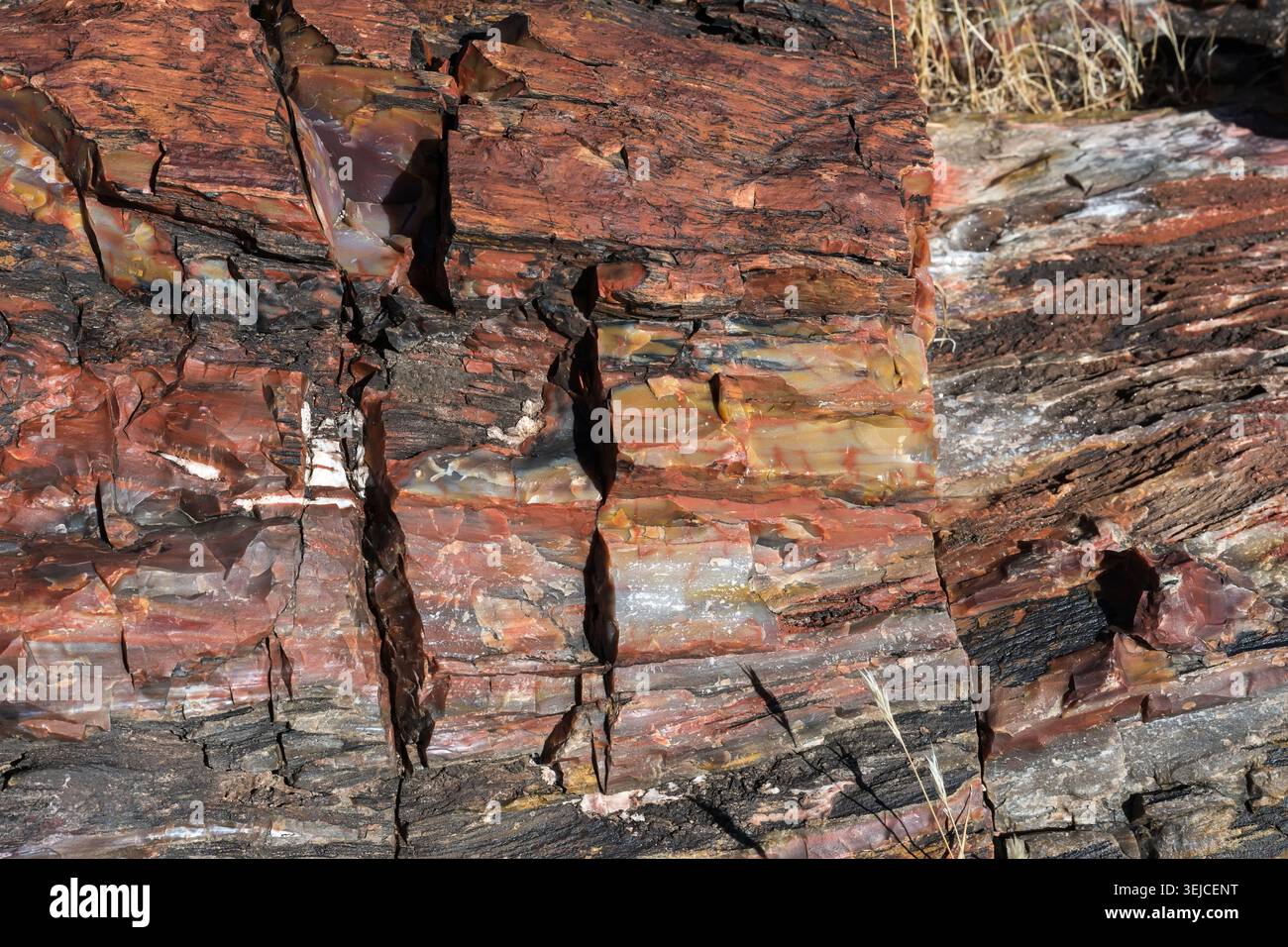 Surface multicolore colorée du bois pétrifié gros plan, Parc national de la forêt pétrifiée, Arizona, États-Unis Banque D'Images