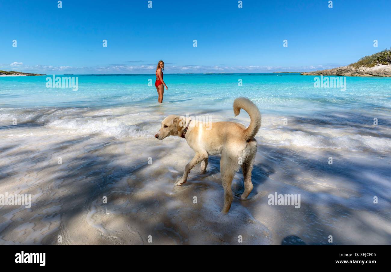 Un Labrador Retriever jaune espiègle patauge dans les vagues tandis qu'une femme en maillot de bain rouge se tient dans l'eau turquoise sur une plage à Exuma, aux Bahamas Banque D'Images