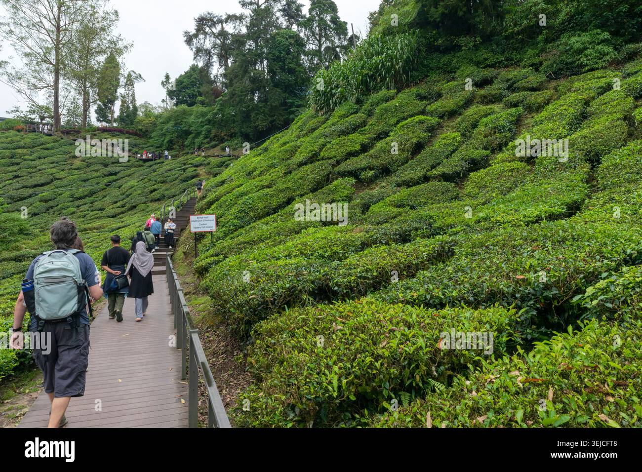 Les touristes marchent le long d'une promenade en bois pittoresque à côté de terrasses de buissons de thé luxuriants à la plantation de thé BOH dans les Cameron Highlands, Pahang, Malaisie Banque D'Images
