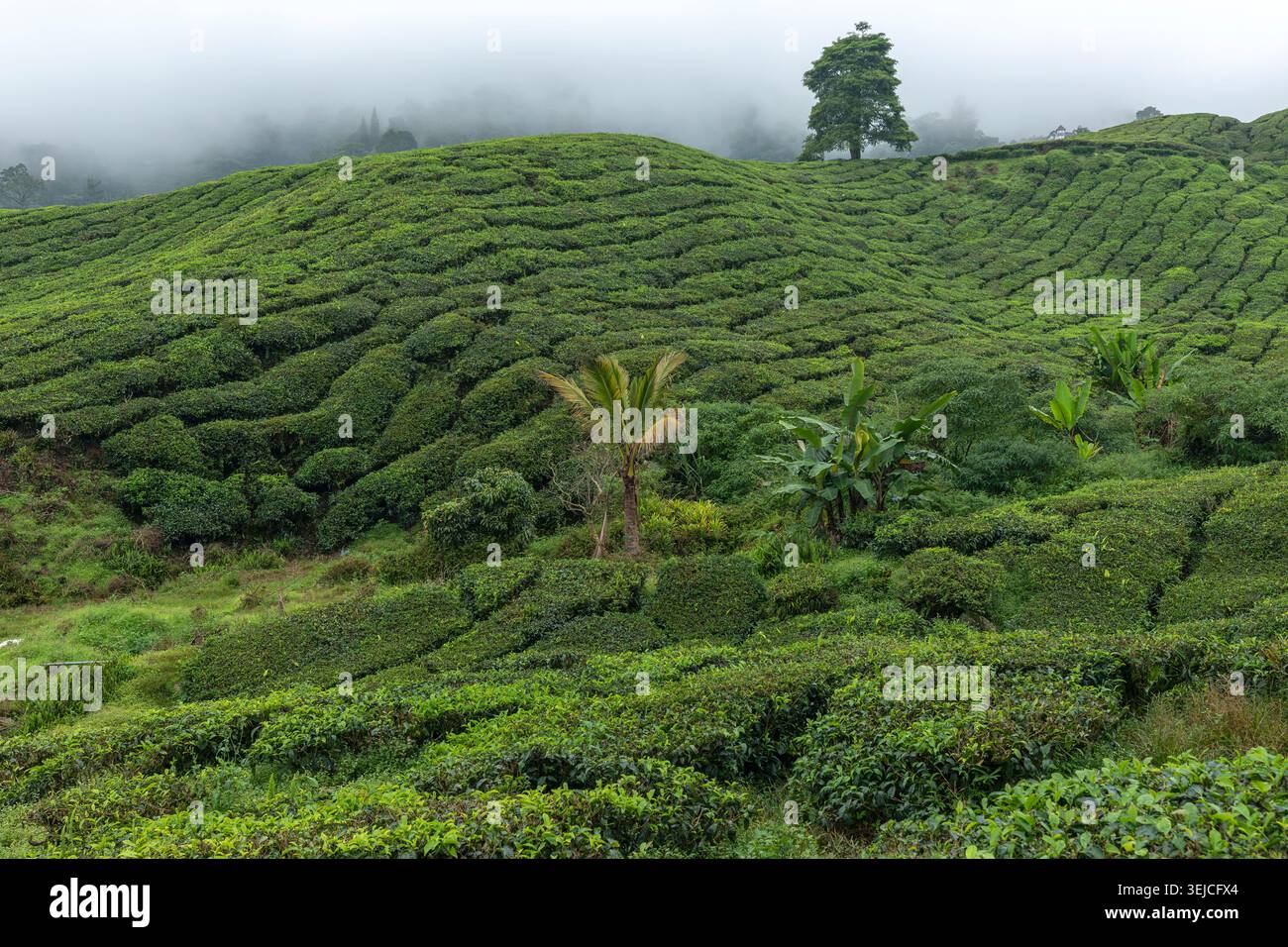 Pente de plantation de thé vert ondulant avec des palmiers, des bananiers et un arbre solitaire dans un brouillard bas aux Cameron Highlands à Pahang, en Malaisie Banque D'Images