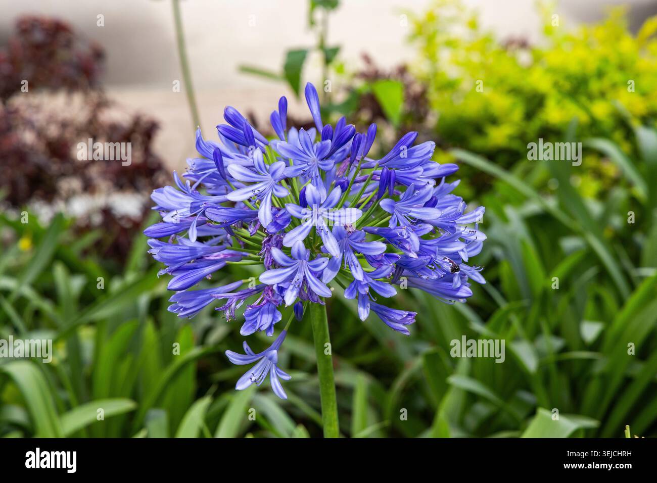 Inflorescence d'ombel d'agapanthus africanus avec fleurs bleu-violet en pleine floraison Banque D'Images