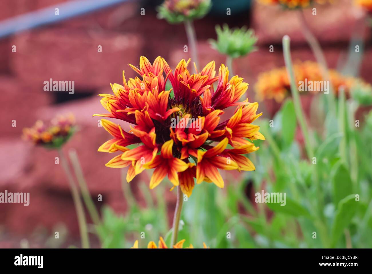 Etude botanique d'une floraison de Gaillardia pulchella. Portrait net et détaillé d'une fleur de couverture, capturant la transition des couleurs. Banque D'Images