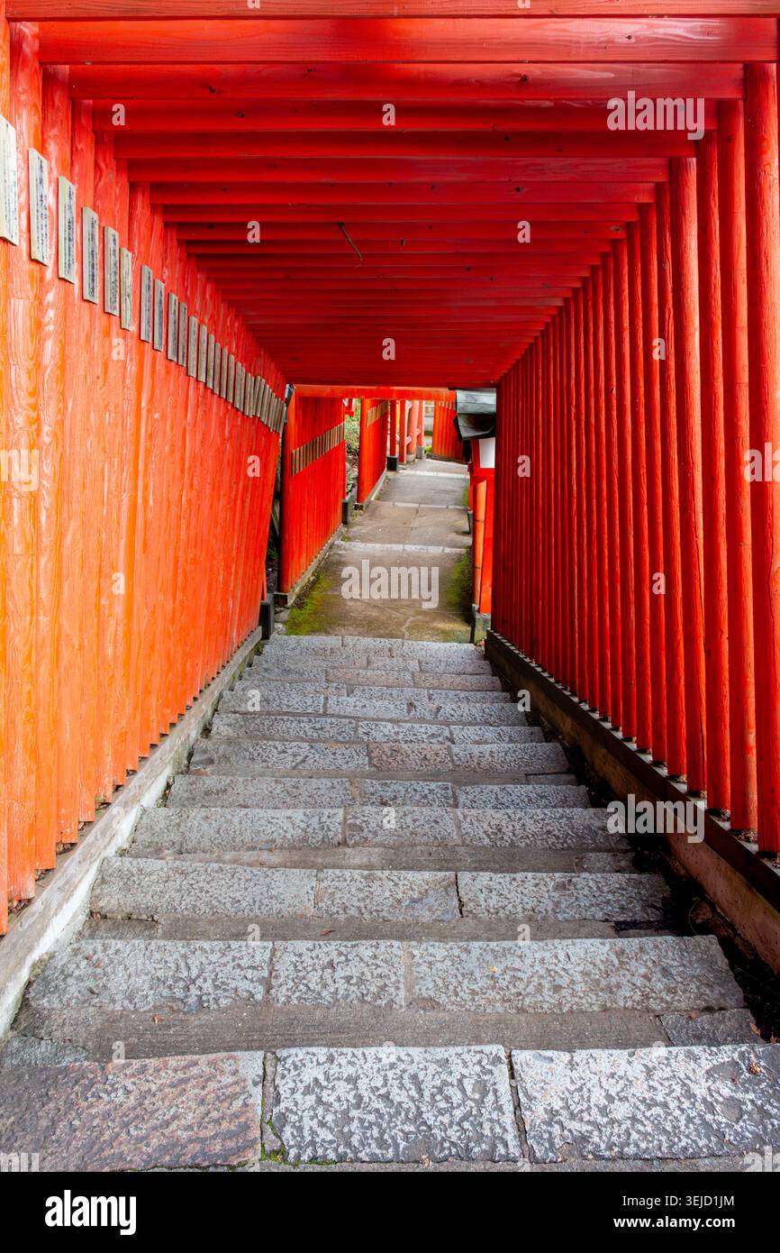 Un couloir de portes torii vernies au vermillon formant un chemin en tunnel sur des marches de pierre menant au sanctuaire Taikodani Inari à Tsuwano, Japon Banque D'Images
