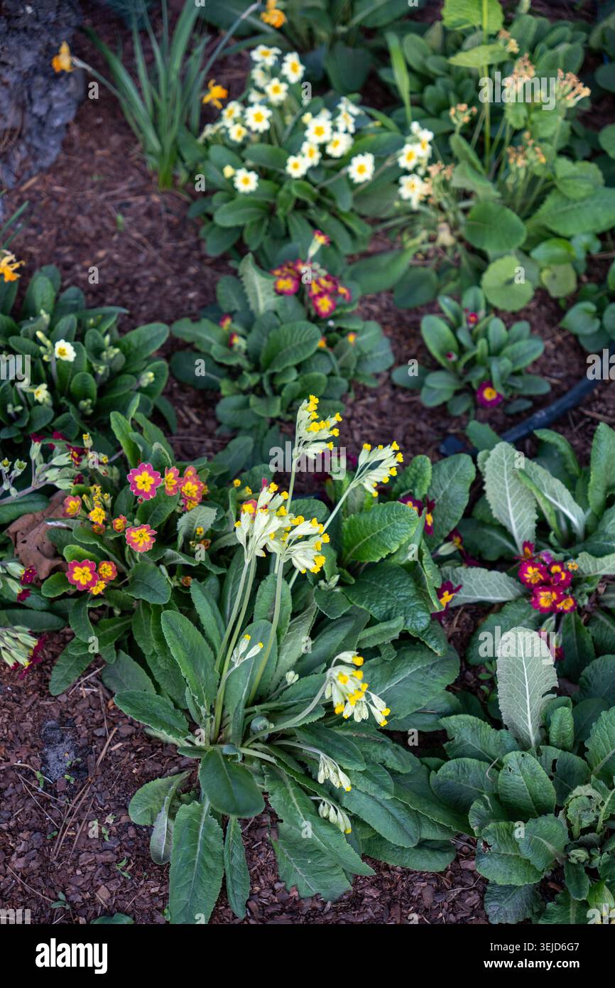 Une scène de jardin dynamique avec des fleurs primula avec des fleurs jaunes et rouges entourées d'une végétation luxuriante. Banque D'Images