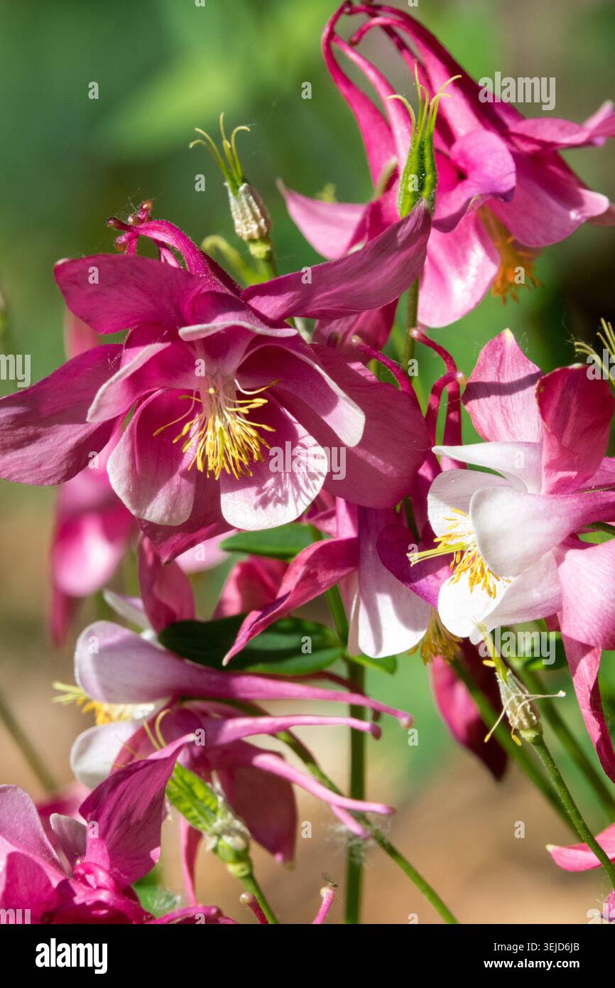 Fleurs roses et blanches avec étamines jaunes de Columbine Aquilegia vulgaris dans un jardin de printemps Banque D'Images