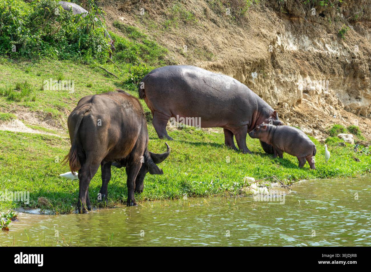 Hippopotame mère et veau pâturant sur l'herbe verte près du bord de l'eau, rejoints par une aigrette blanche, mettant en valeur la faune africaine et l'habi naturel Banque D'Images
