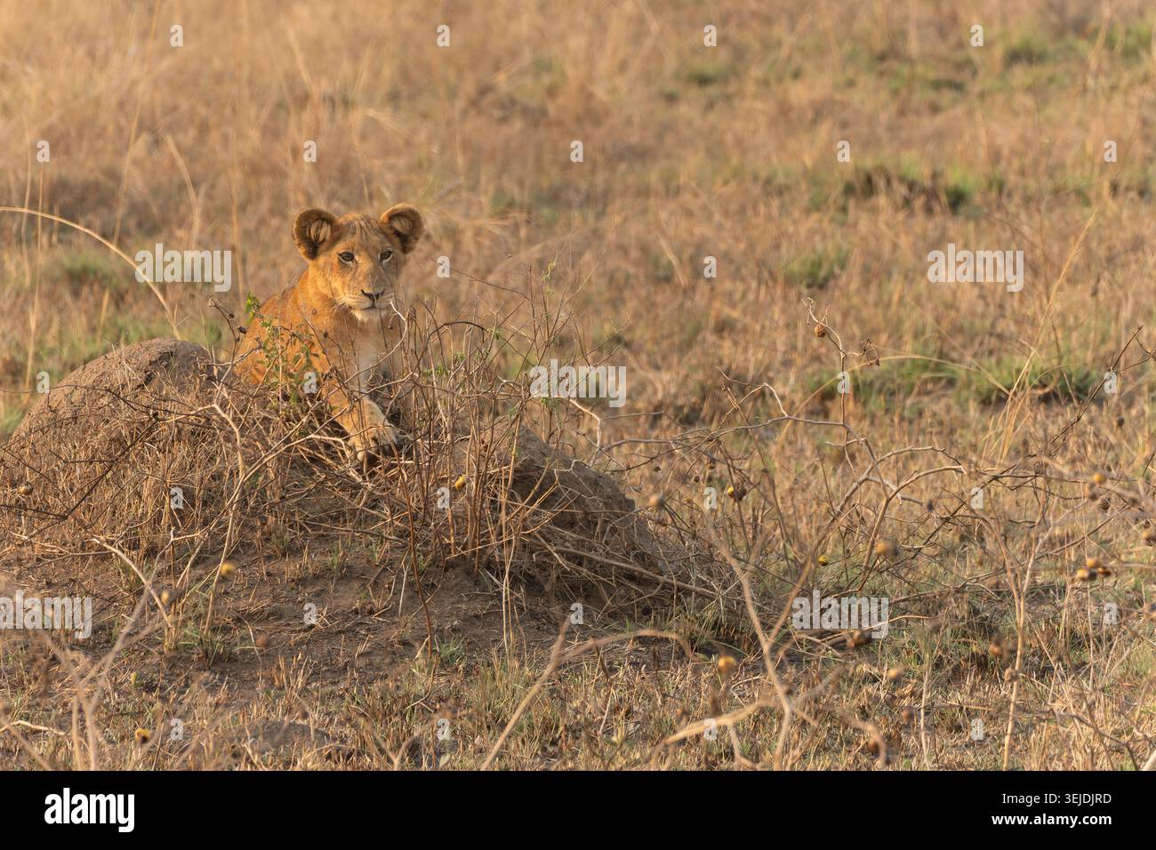 Lion Cub debout alerté sur un petit monticule de terre, observant ses environs dans la savane herbacée sèche du parc national Queen Elizabeth en Ouganda, symb Banque D'Images