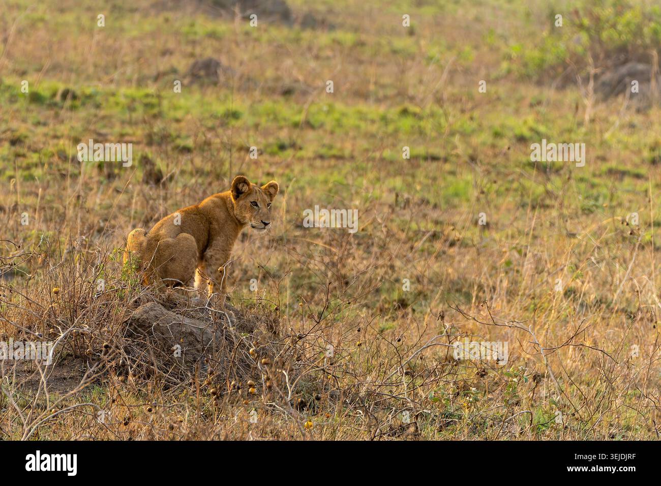 Lion Cub debout alerté sur un petit monticule de terre, observant ses environs dans la savane herbacée sèche du parc national Queen Elizabeth en Ouganda, symb Banque D'Images