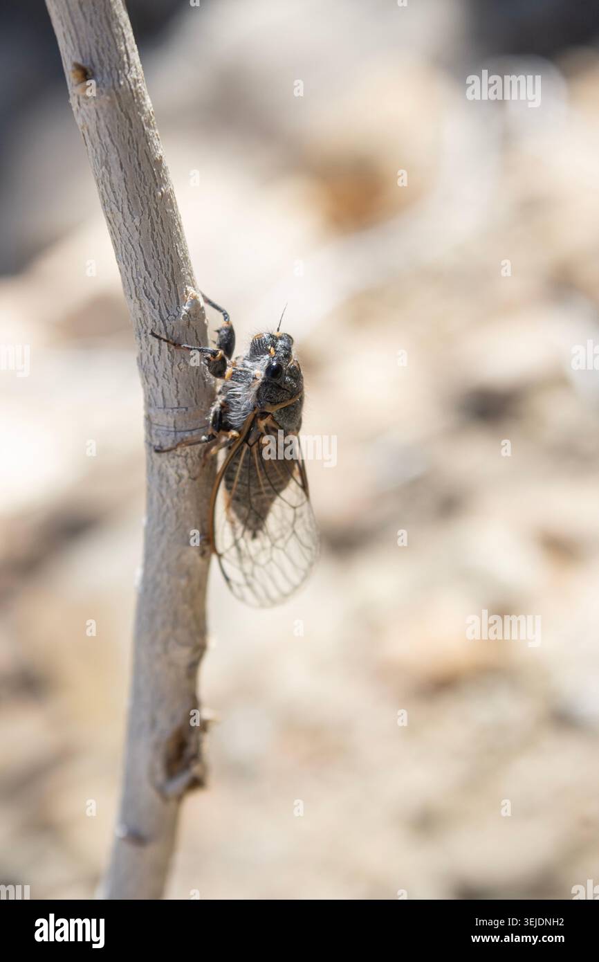 Cigale accrochée à la branche du désert dans une douce lumière naturelle Banque D'Images