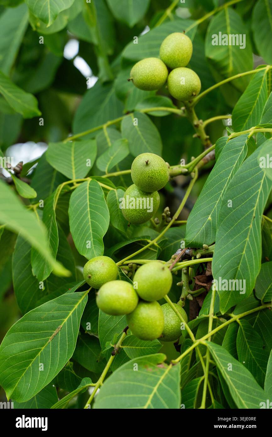 Noix vertes poussant sur une branche de noyer avec des feuilles fraîches, montrant le développement précoce des fruits dans un verger Banque D'Images
