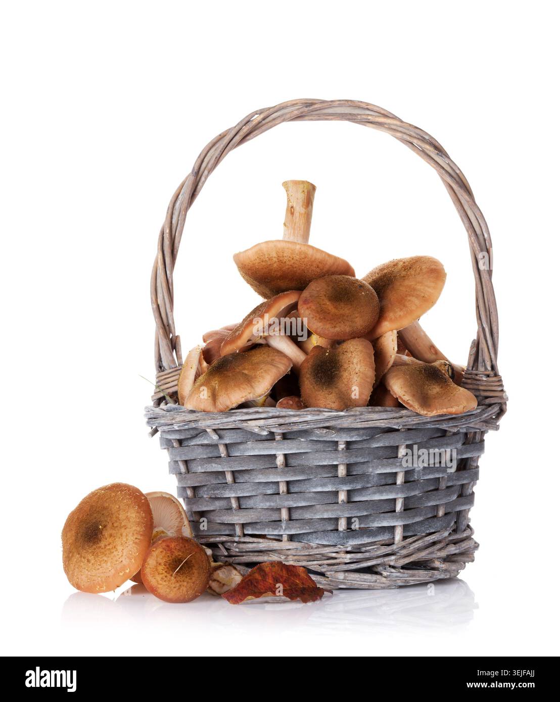 Les champignons d'automne Banque D'Images