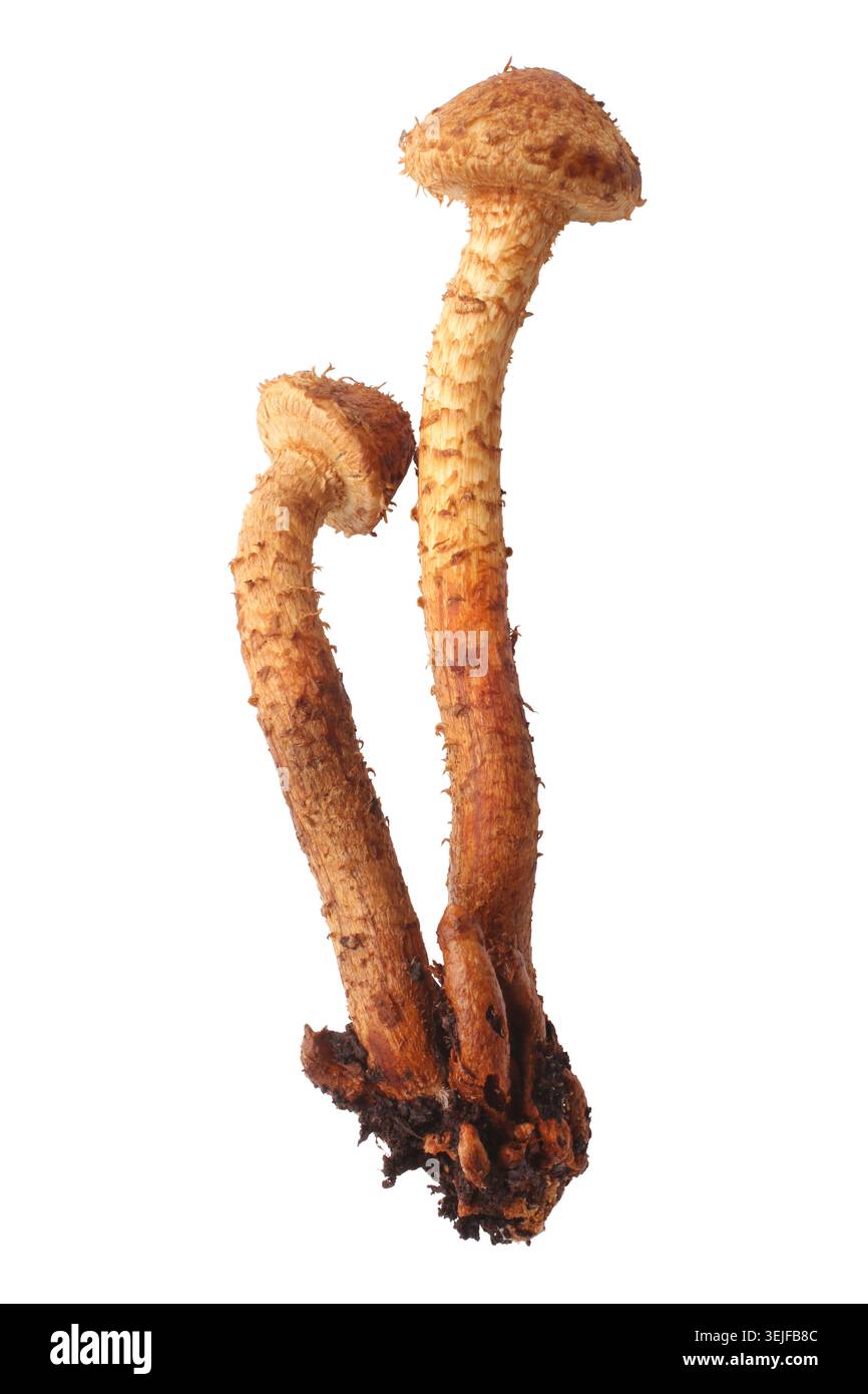 Champignon de miel Banque D'Images