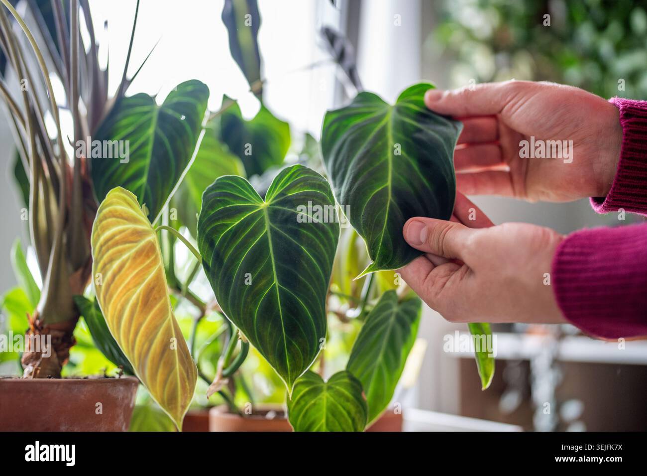 Main touchant les feuilles de velours vert en forme de coeur de Philodendron splendide plante dans un pot en argile à la maison Banque D'Images