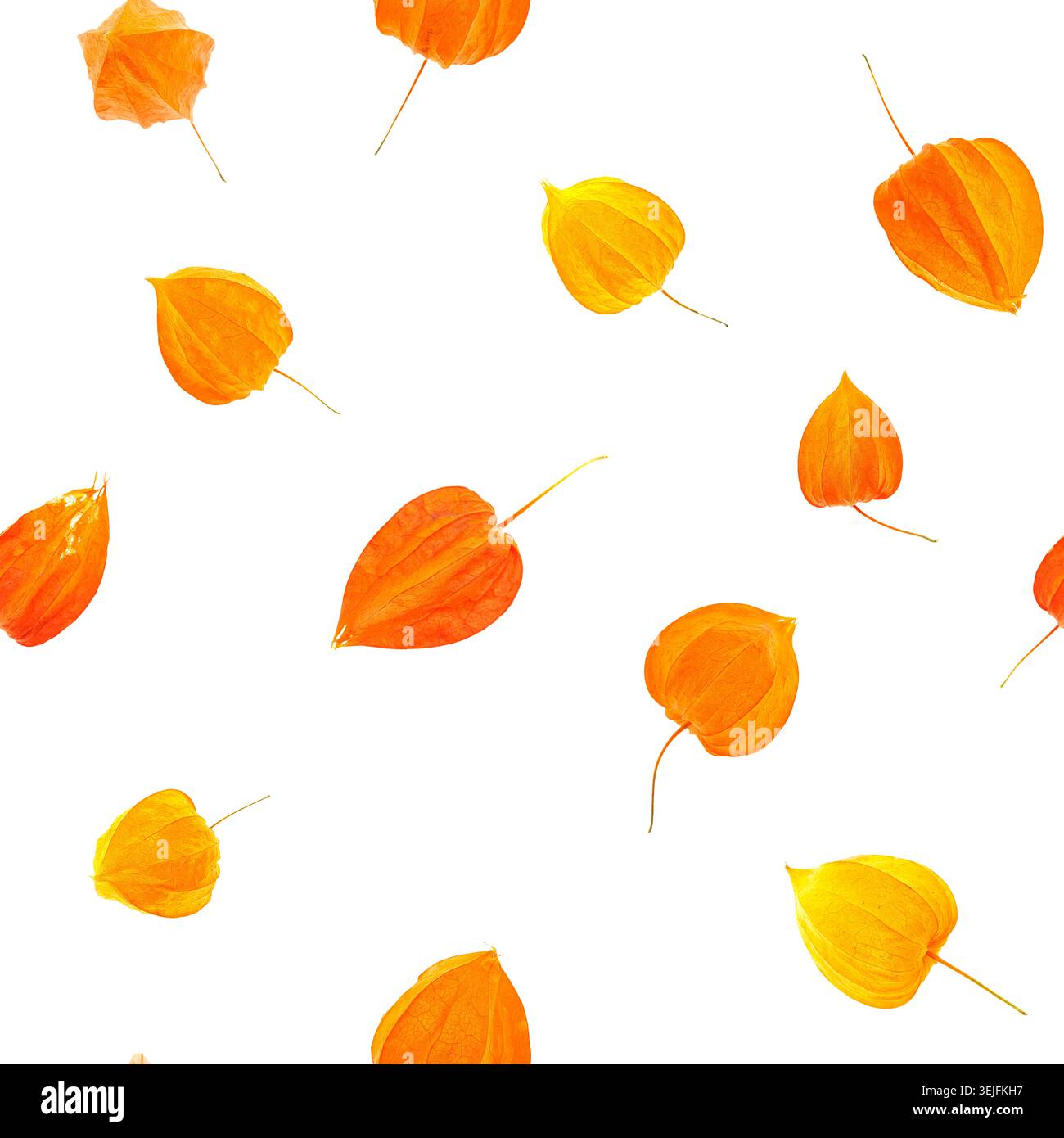 Motif de grille sans couture de cosses de calice de physalis orange vif isolées sur fond blanc, orientation carrée Banque D'Images