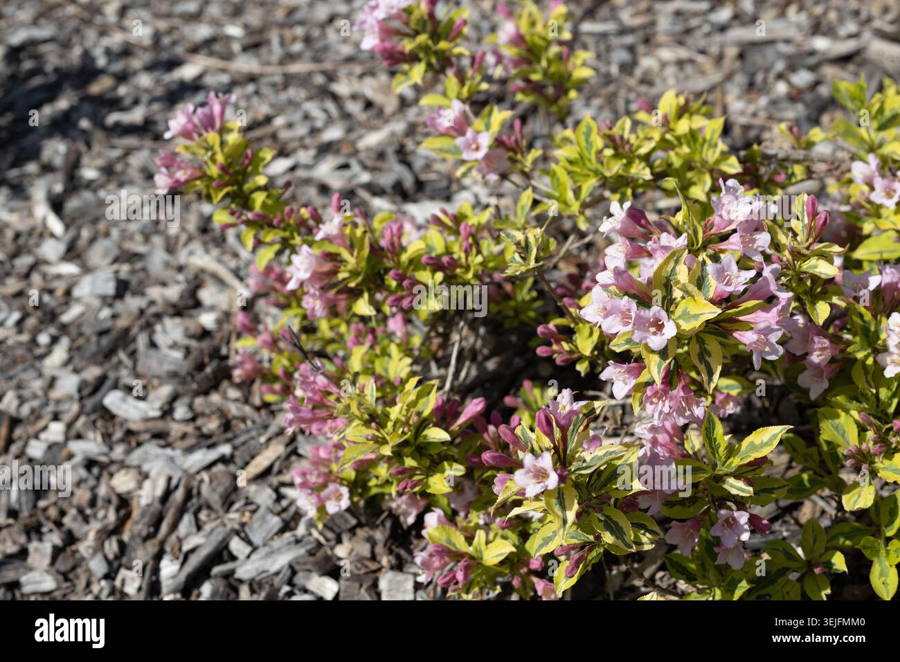 Weigela florida 'Kolmagira' sensation arc-en-ciel weigela. Banque D'Images