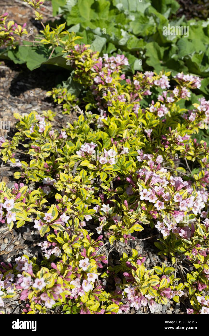 Weigela florida 'Kolmagira' sensation arc-en-ciel weigela. Banque D'Images