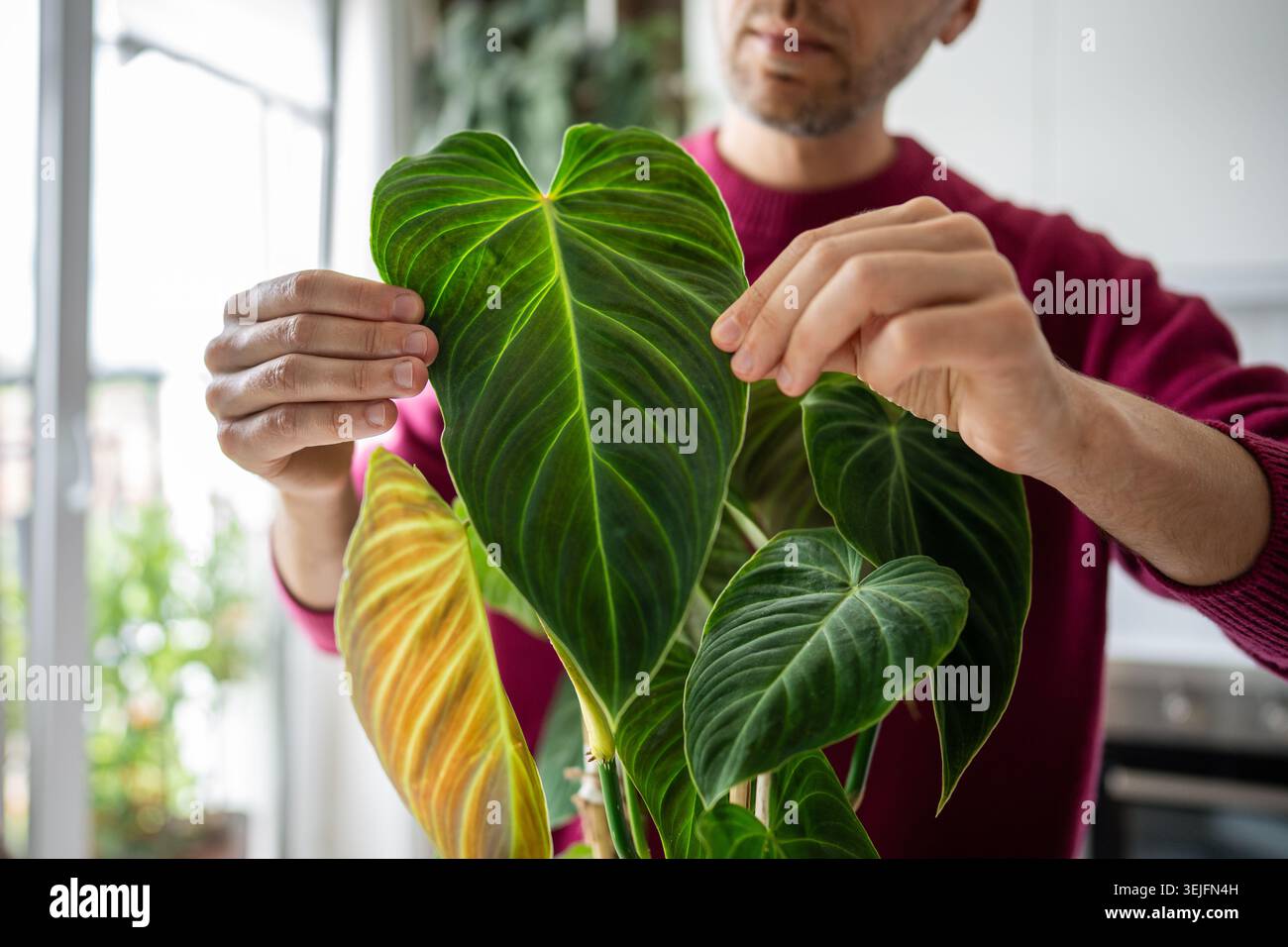 Main d'homme touchant des feuilles de velours vert en forme de coeur de Philodendron splendide plante en pot à la maison Banque D'Images