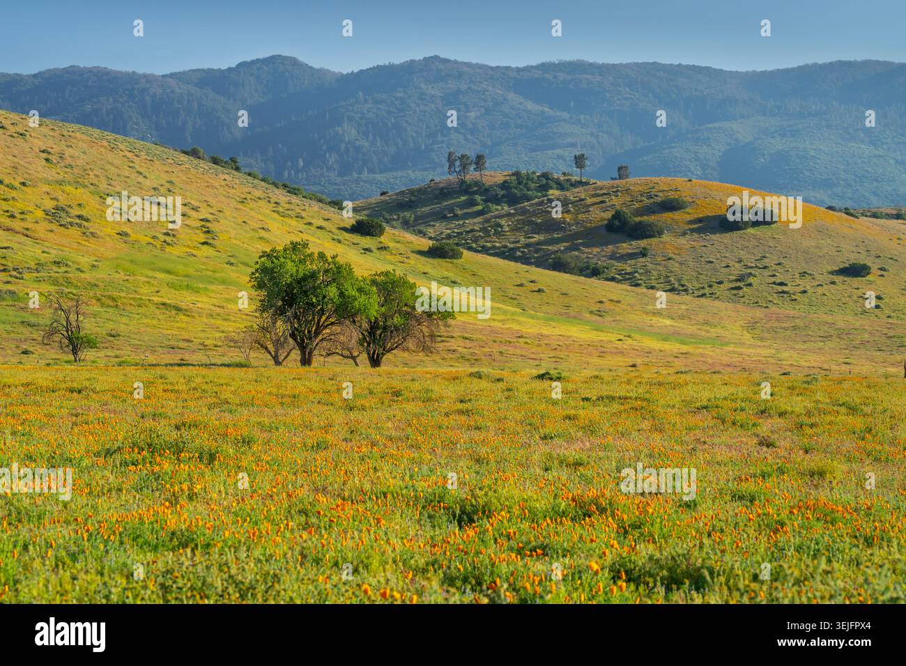 Pâturages verts avec fleurs sauvages dans la vallée d'Antelope, près de Lancaster, Californie, États-Unis. Banque D'Images