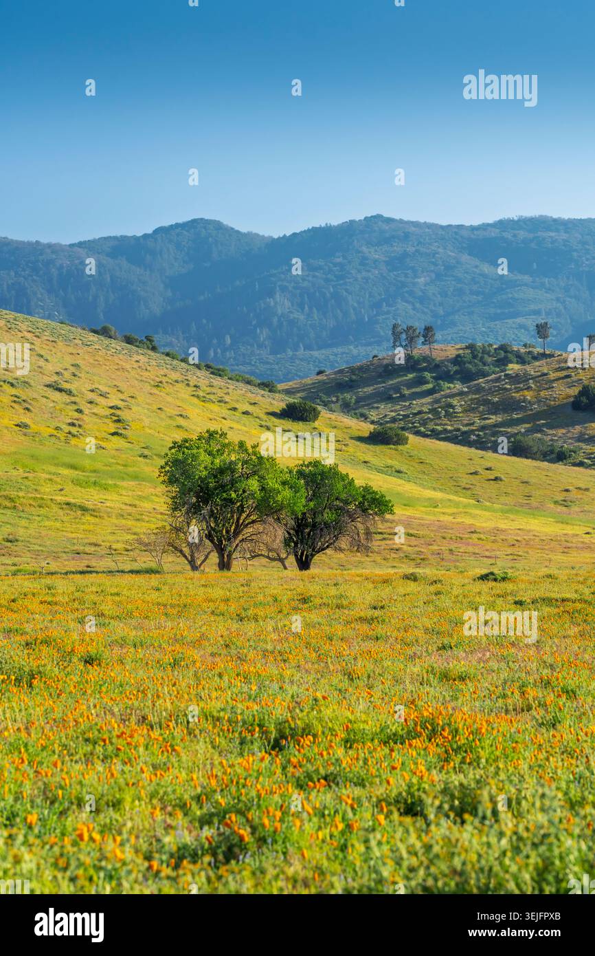 Pâturages verts avec fleurs sauvages dans la vallée d'Antelope, près de Lancaster, Californie, États-Unis. Banque D'Images