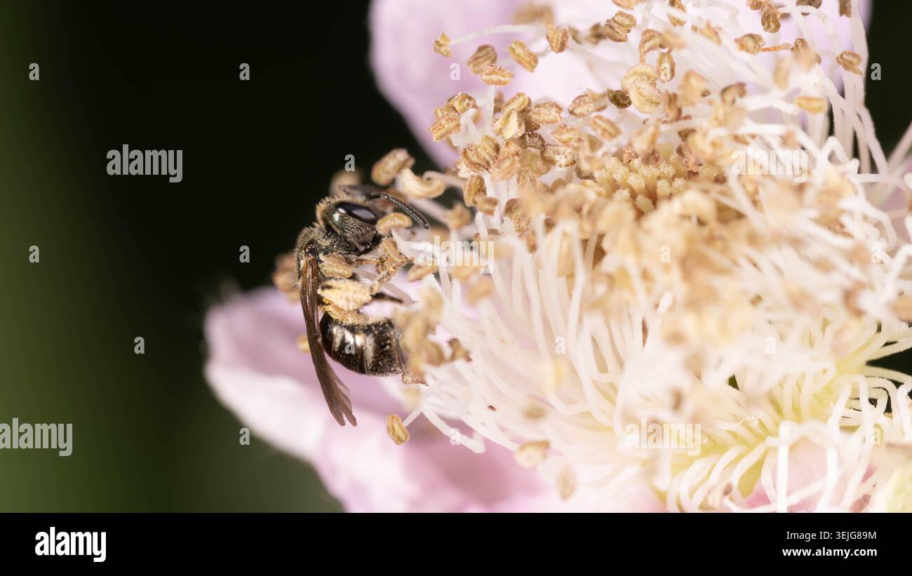 Bio diversité - Lasioglossum - Macro d'une très petite abeille sur fleur rose. Photo de haute qualité Banque D'Images