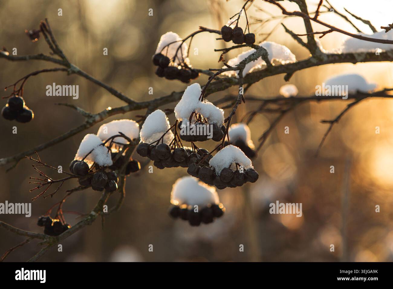 Gros plan de bouquet de baies d'aronia, recouvert de neige blanche moelleuse sur un fond de coucher de soleil. Banque D'Images