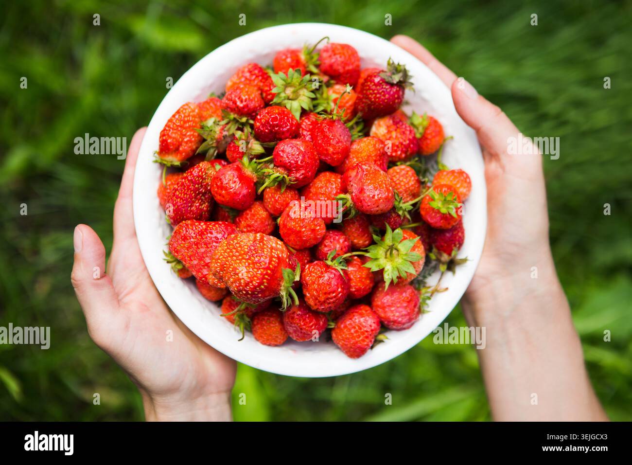 Femmes mains tenant une assiette de fraises sur fond d'une herbe verte. Vue de dessus. Banque D'Images