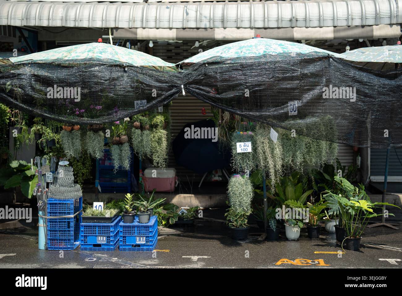 Marché traditionnel aux fleurs de rue avec de nombreuses plantes en pot et suspendues vendant divers tillandsias. Banque D'Images