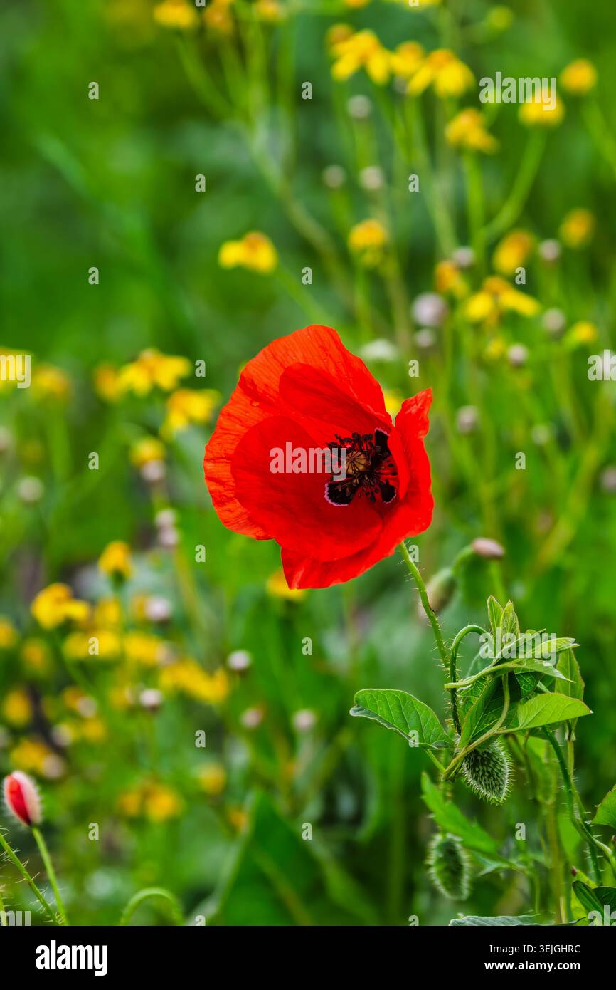 la fleur de coquelicot rouge éclatante est mise au point sur un fond vert doux de fleurs sauvages jaunes et d'herbe de prairie Banque D'Images
