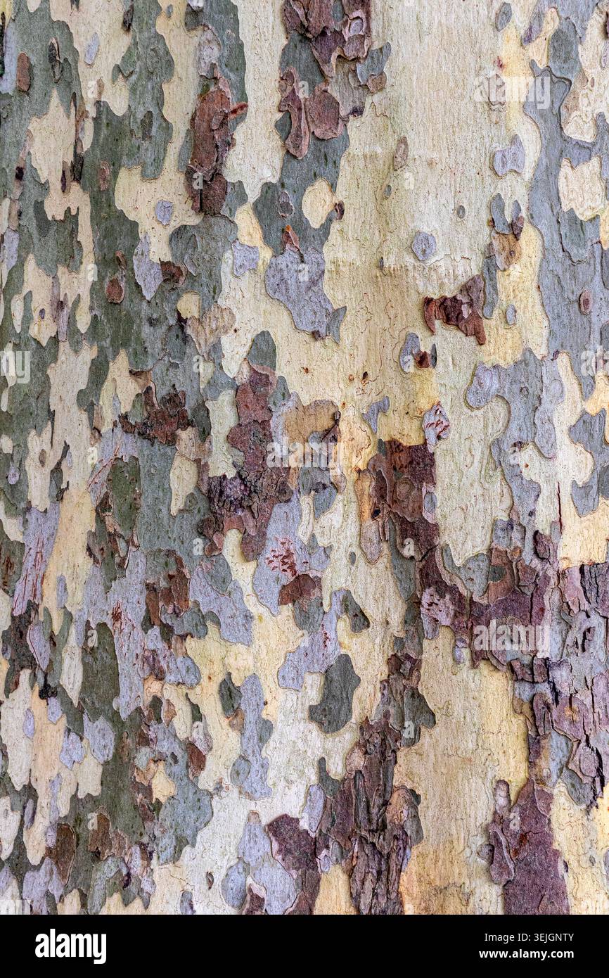 Motif texturé sur l'écorce du tronc d'un platane londonien aka Hybrid plane, Platanus × hispanica, Platanus × acerifolia. Banque D'Images