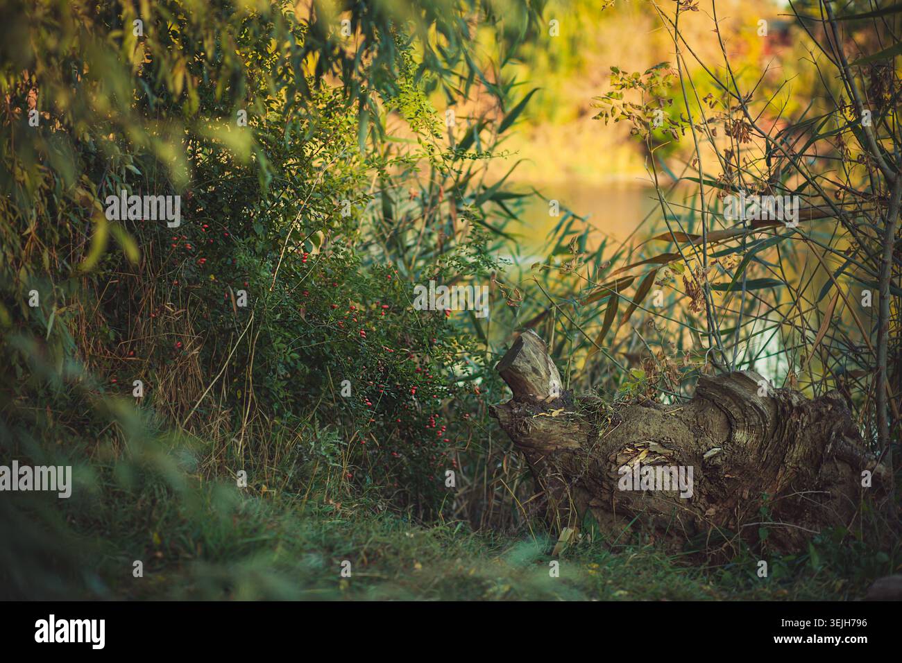 Scène naturelle paisible avec feuillage vert luxuriant, baies rouges éclatantes sur le Bush, souche d'arbre altérée. Une lumière naturelle douce illumine l'eau tranquille g Banque D'Images