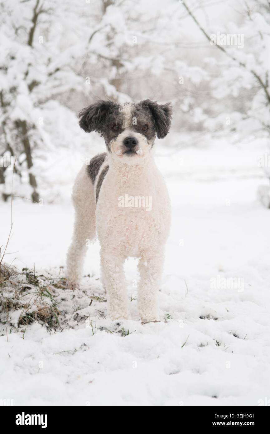 Chien de race mixte mignon marchant dans la forêt enneigée Banque D'Images