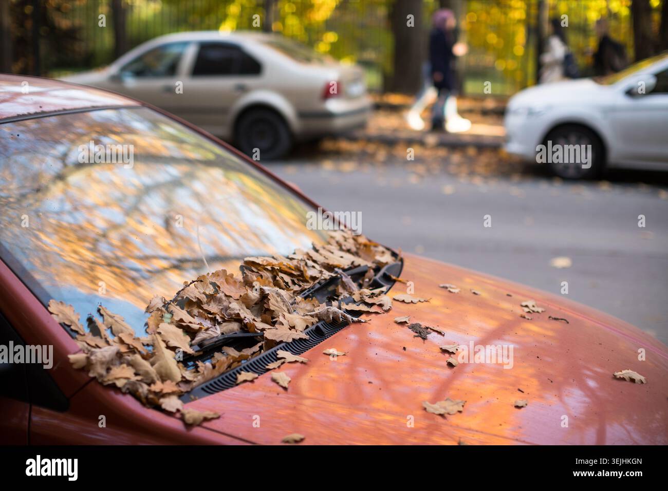 Feuilles de chêne brun tombées sèches couchées sur le pare-brise et le capot de la voiture par temps ensoleillé, vue latérale, flou Banque D'Images