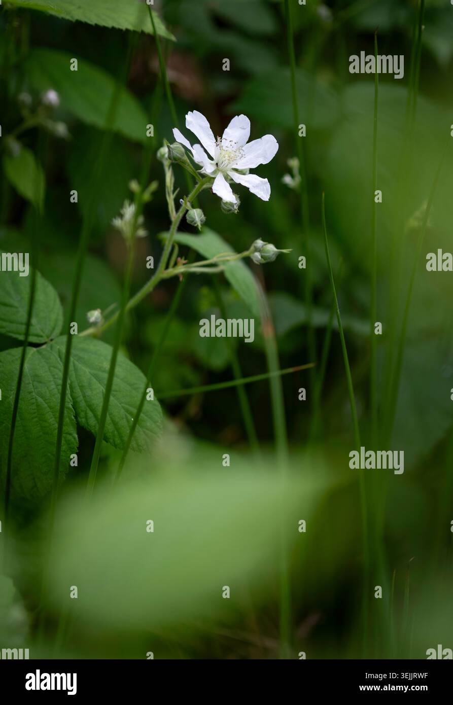 Une seule fleur de Bramble sauvage dans un bois sombre, Worcestershire, Angleterre. Banque D'Images