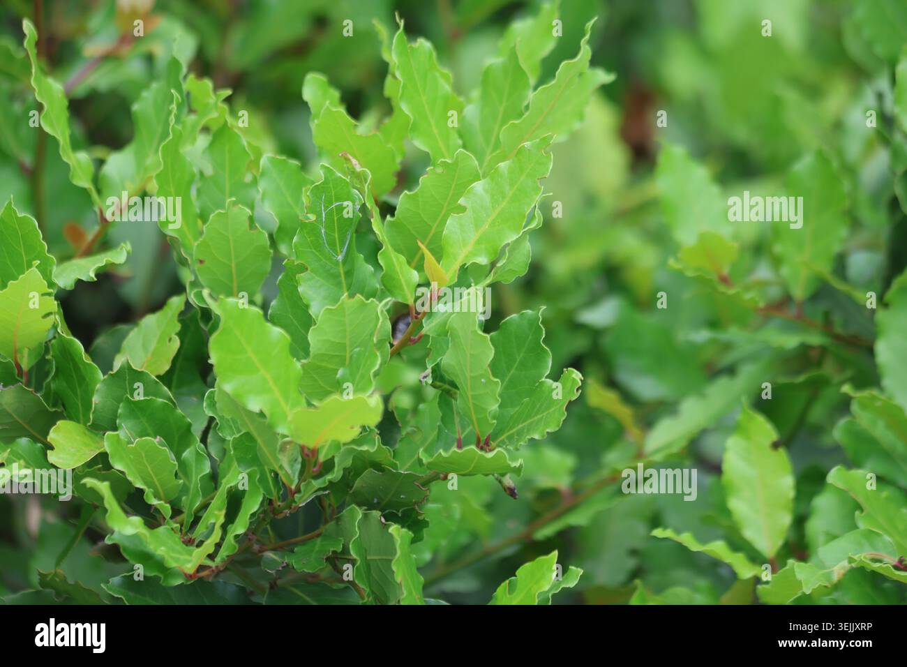 Feuilles fraîches de Green Bay Laurel poussant sur une branche d'arbuste dans la nature Banque D'Images