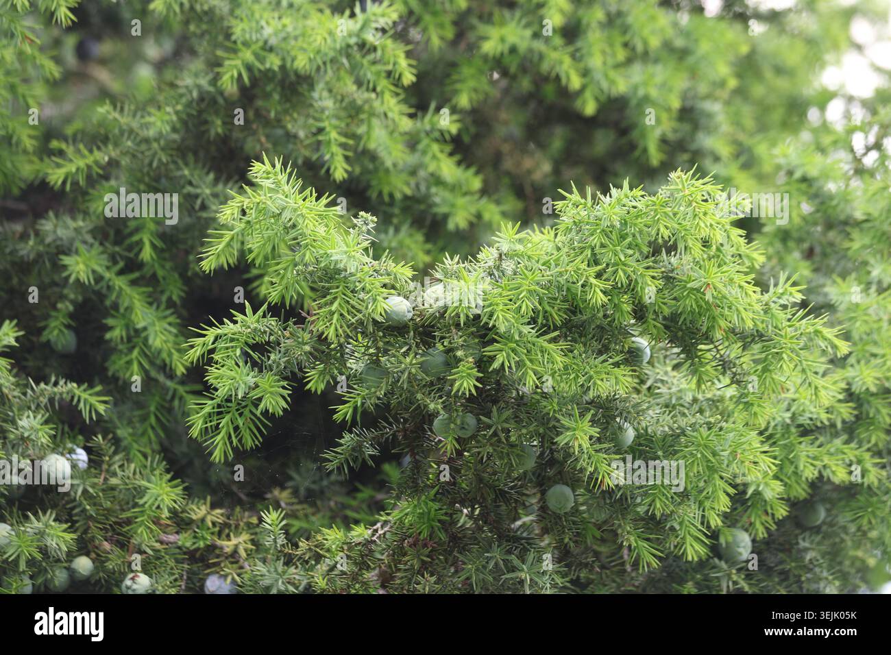 Branche d'arbre de genièvre sauvage avec des feuilles aiguisées et des cônes de baies bleues mûres Banque D'Images
